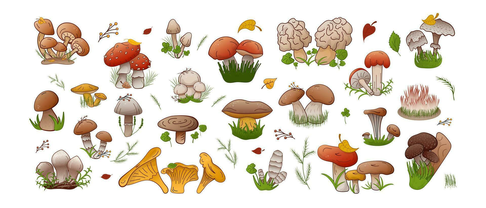 Vector set forest mushrooms. Collection different types mushrooms edible and inedible.