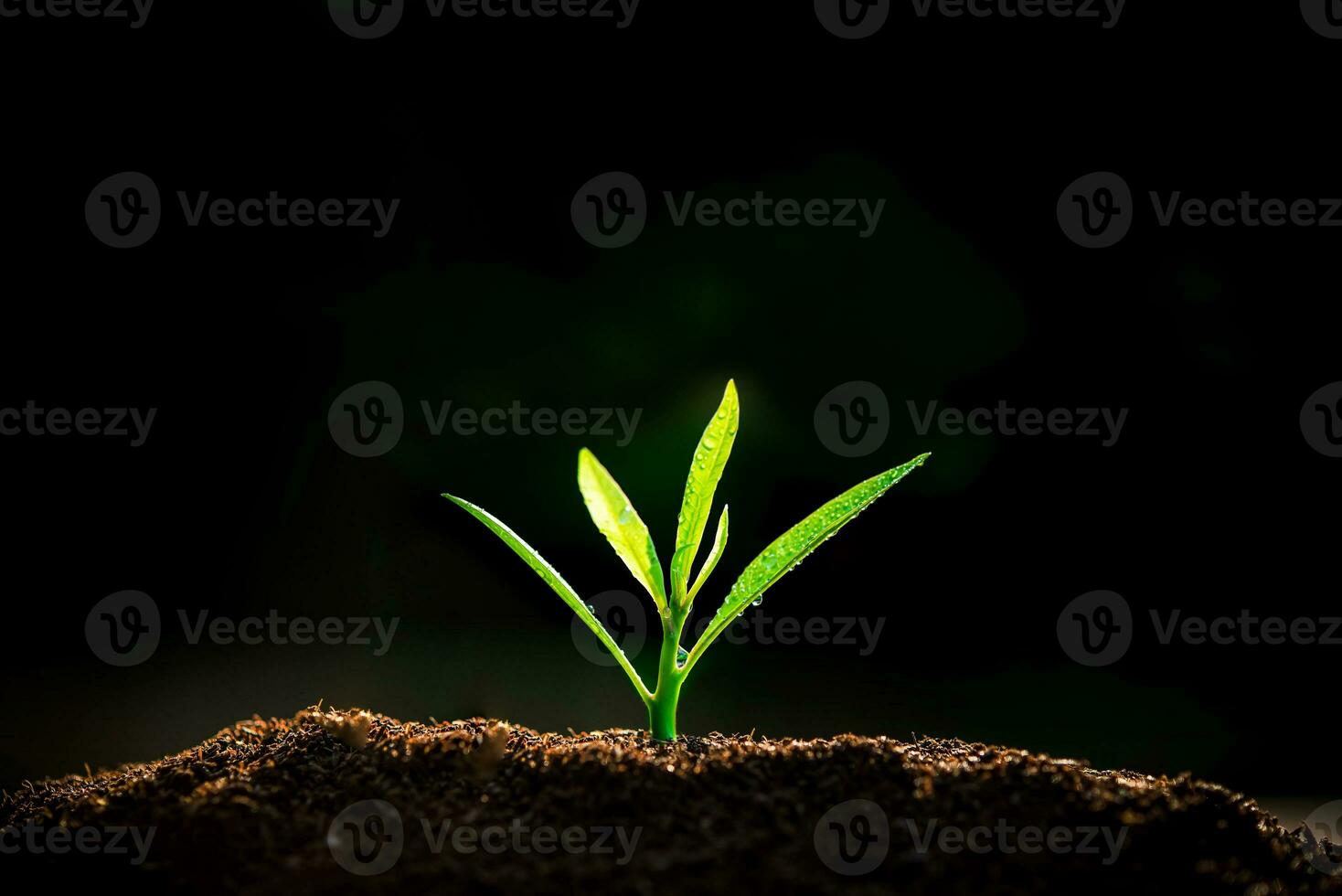 The Sapling are growing from the soil with sunlight photo