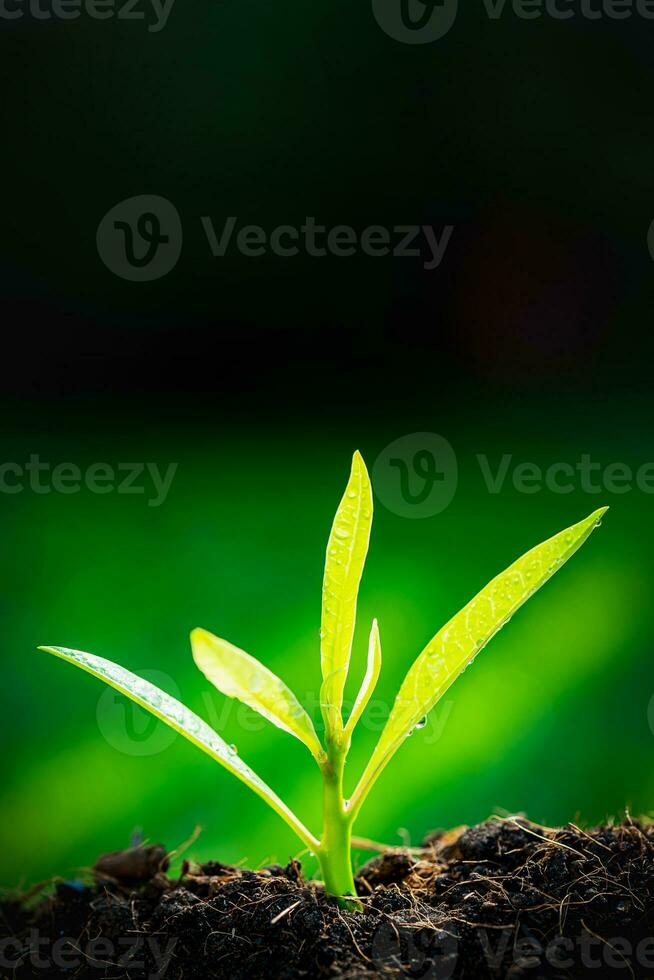 The Sapling are growing from the soil with sunlight photo