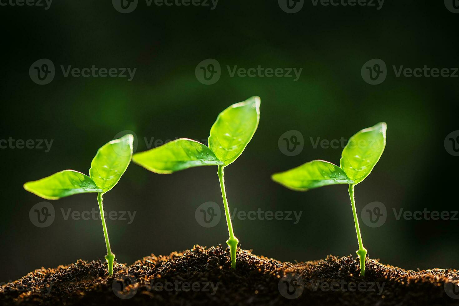 The Sapling are growing from the soil with sunlight photo
