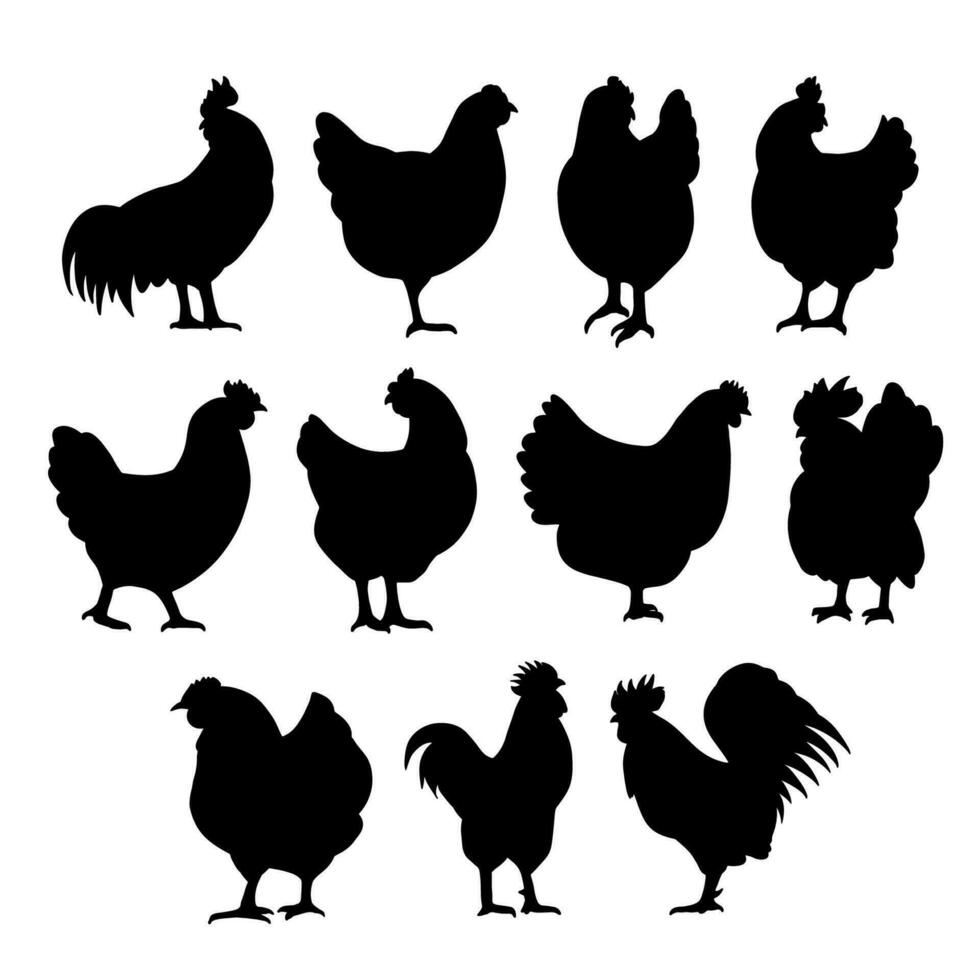 el pollo o gallo y gallina para comida concepto vector