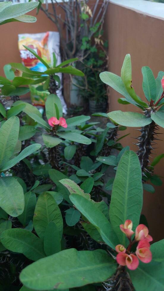 Euphorbia mill beautiful flower Crown of thorns, Christ Thorn. photo