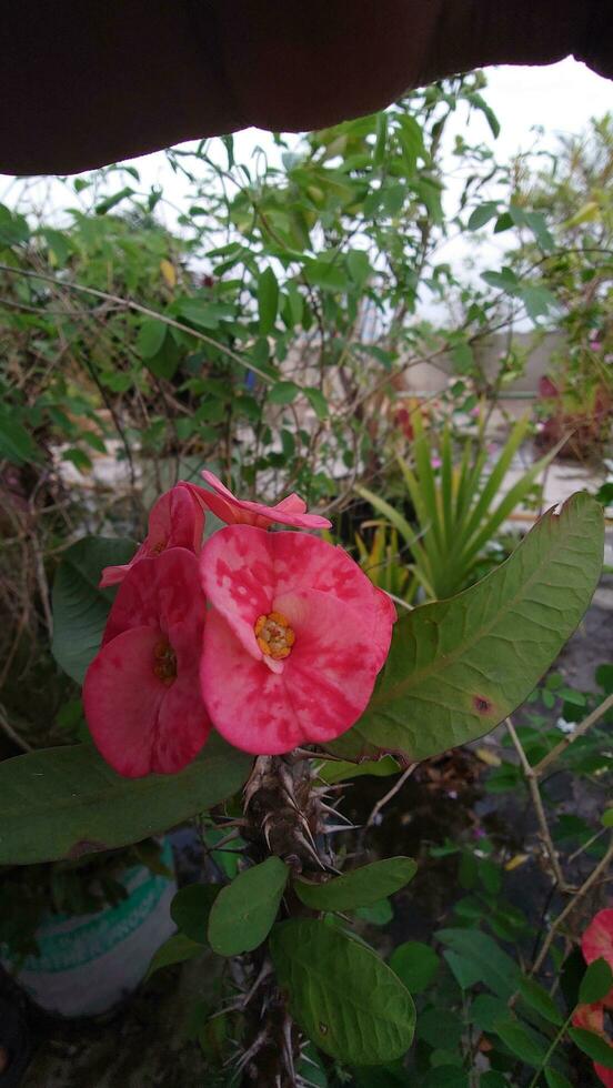 Euphorbia mill beautiful flower Crown of thorns, Christ Thorn. photo