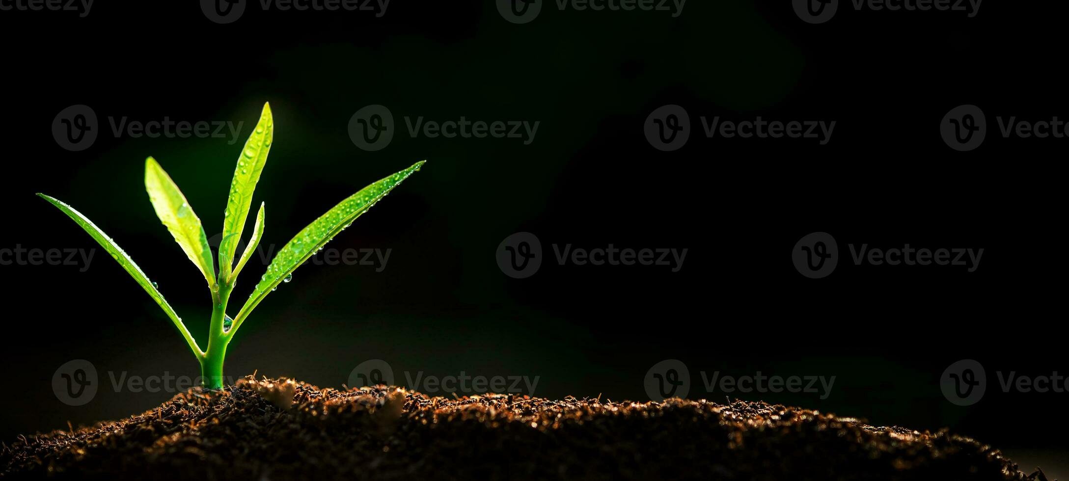 The Sapling are growing from the soil with sunlight photo