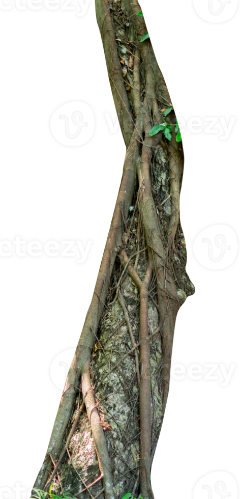 Naturel arbre branche avec tordu racine png