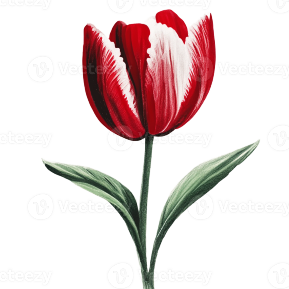 Tulip Red Flower AI Generative png