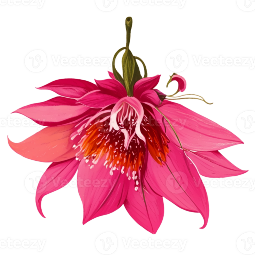 Fuchsia Flower Nature AI Generative png