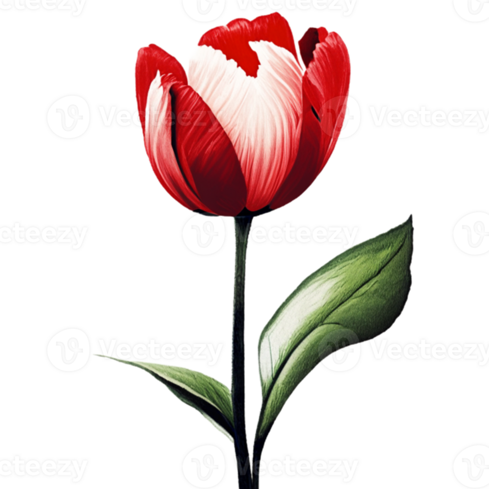 Tulip Red Flower AI Generative png
