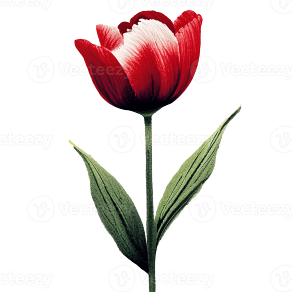 Tulip Red Flower AI Generative png