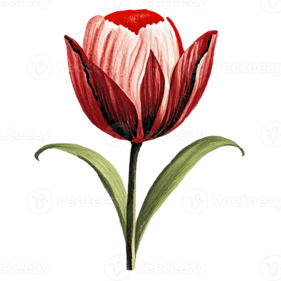 Tulip Red Flower AI Generative png
