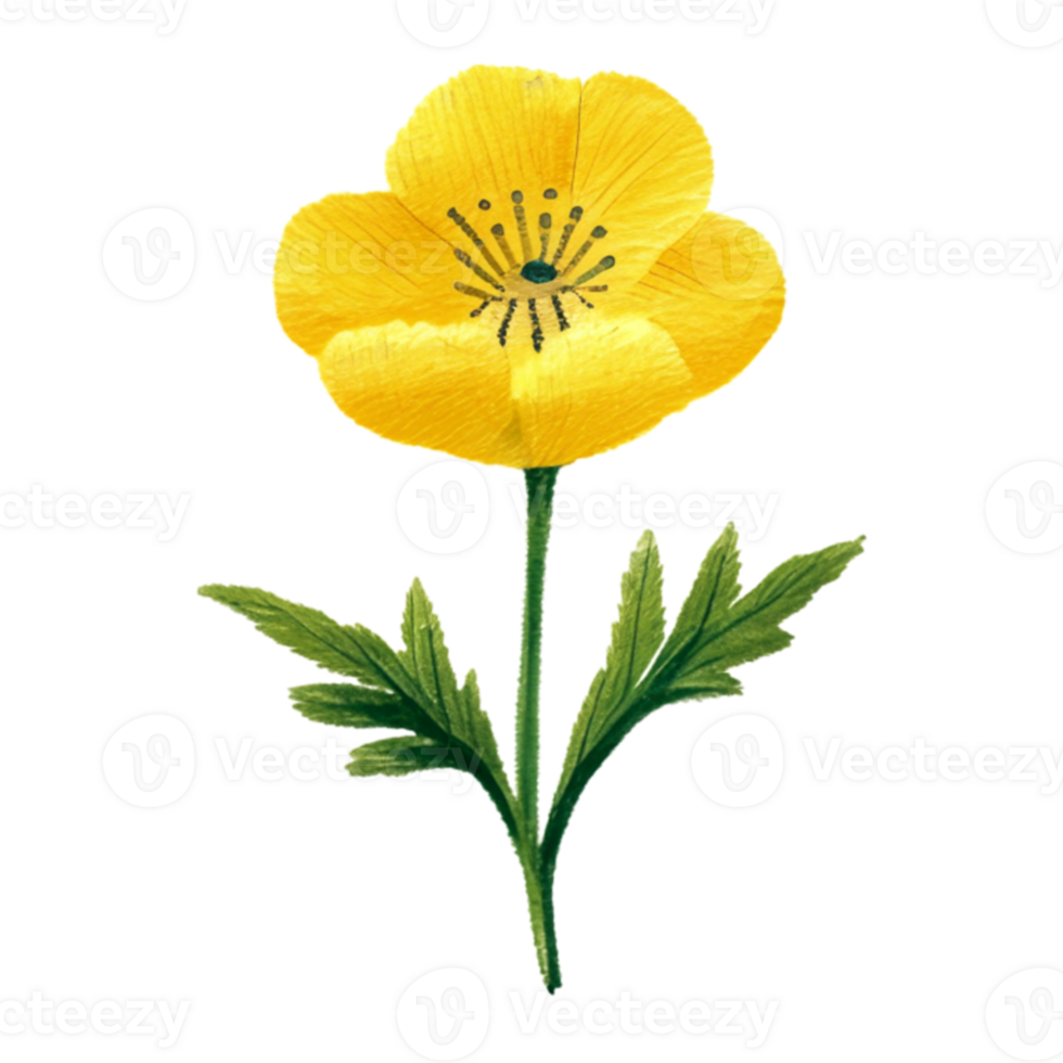 Buttercup  Flower Beautiful AI Generative png