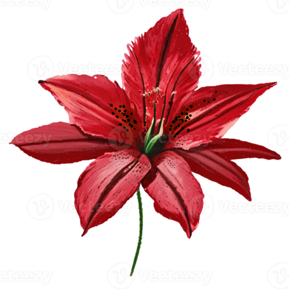 Lily Red Flower AI Generative png