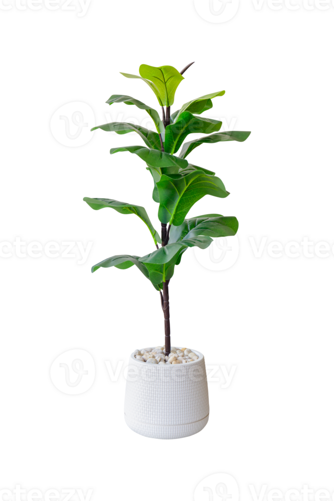 Fiddle Leaf Fig or Ficus lyrata isolated on background, Pot plant png