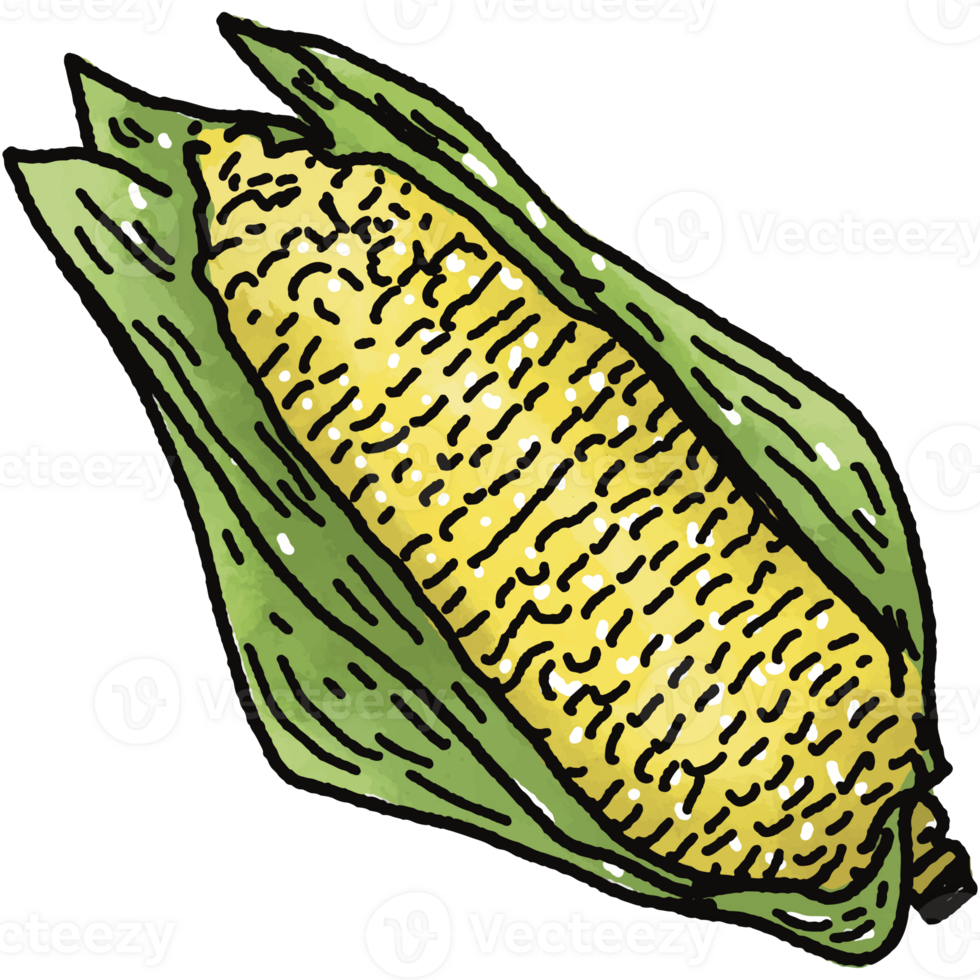 Corn illustration. Doodle vegetable. food ingredient. menu board png
