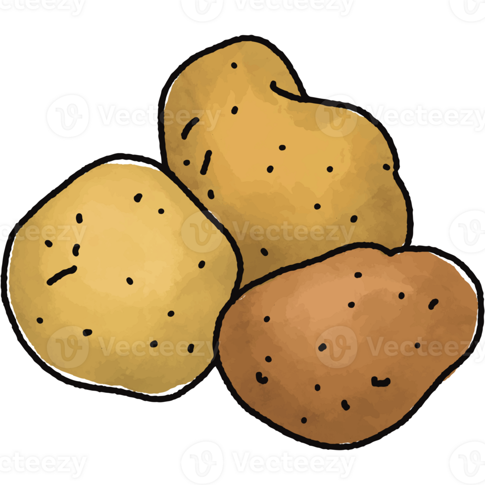 Potatoes illustration. Doodle vegetable. food ingredient. menu board png
