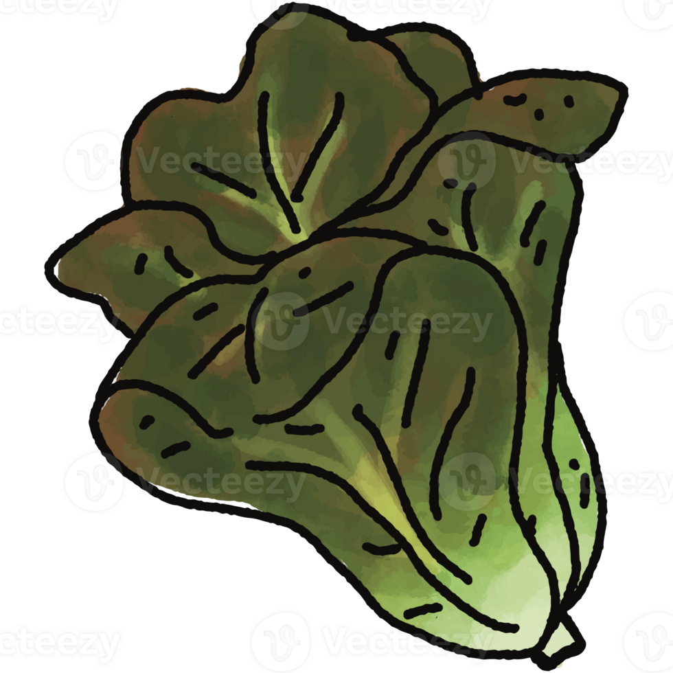 Romaine lecttuce illustration. Doodle vegetable. food ingredient. menu board png