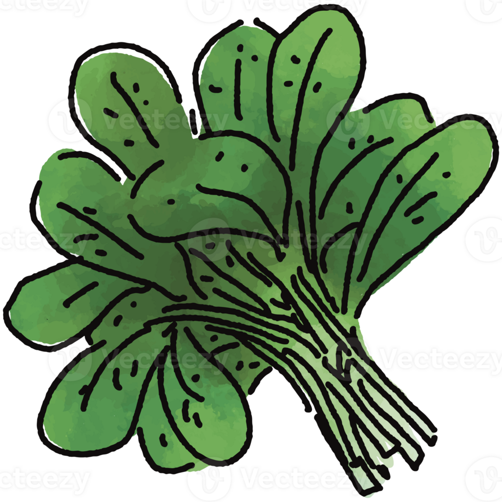 Spinach illustration. Doodle vegetable. food ingredient. menu board png
