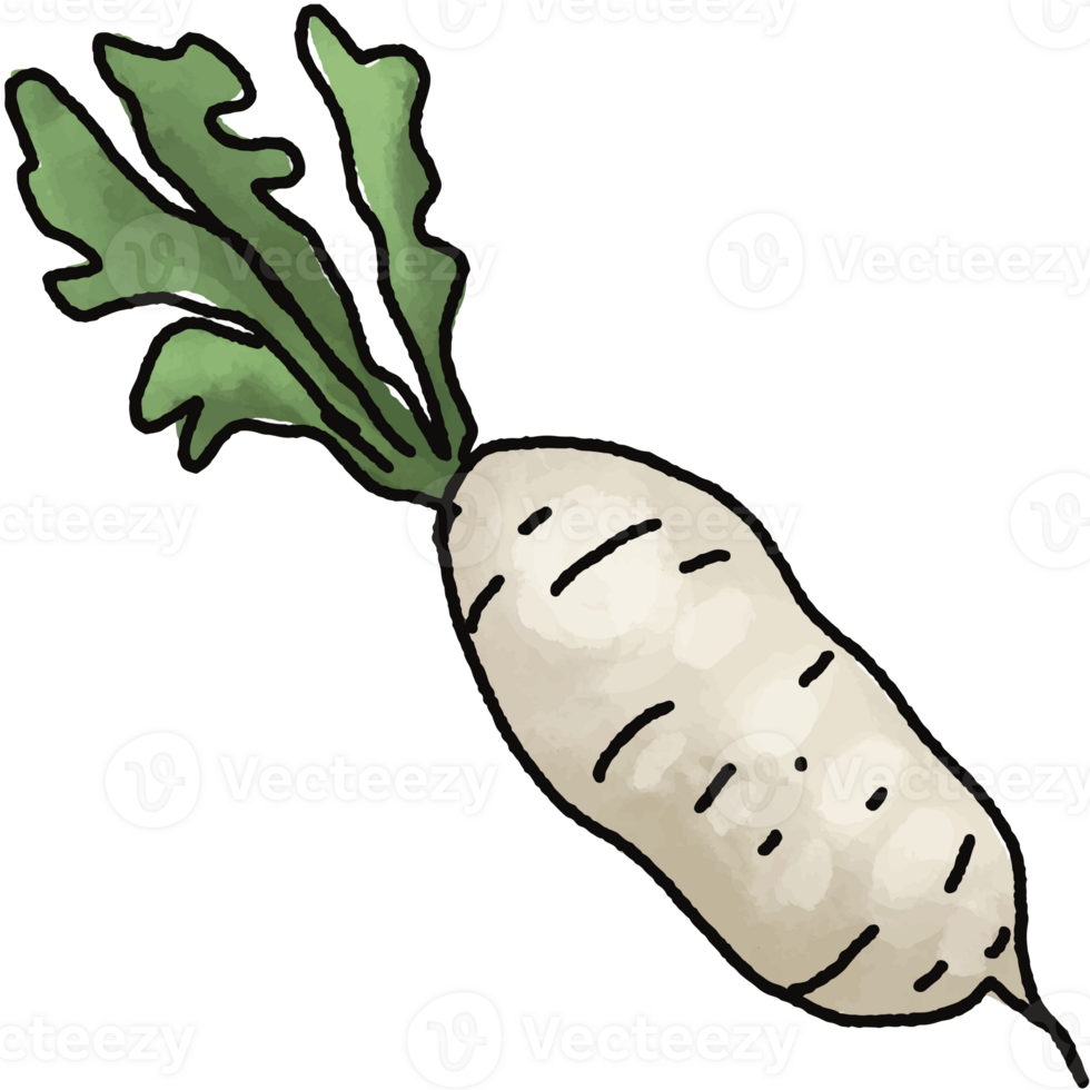 Daikon illustration. Doodle vegetable. food ingredient. menu board png