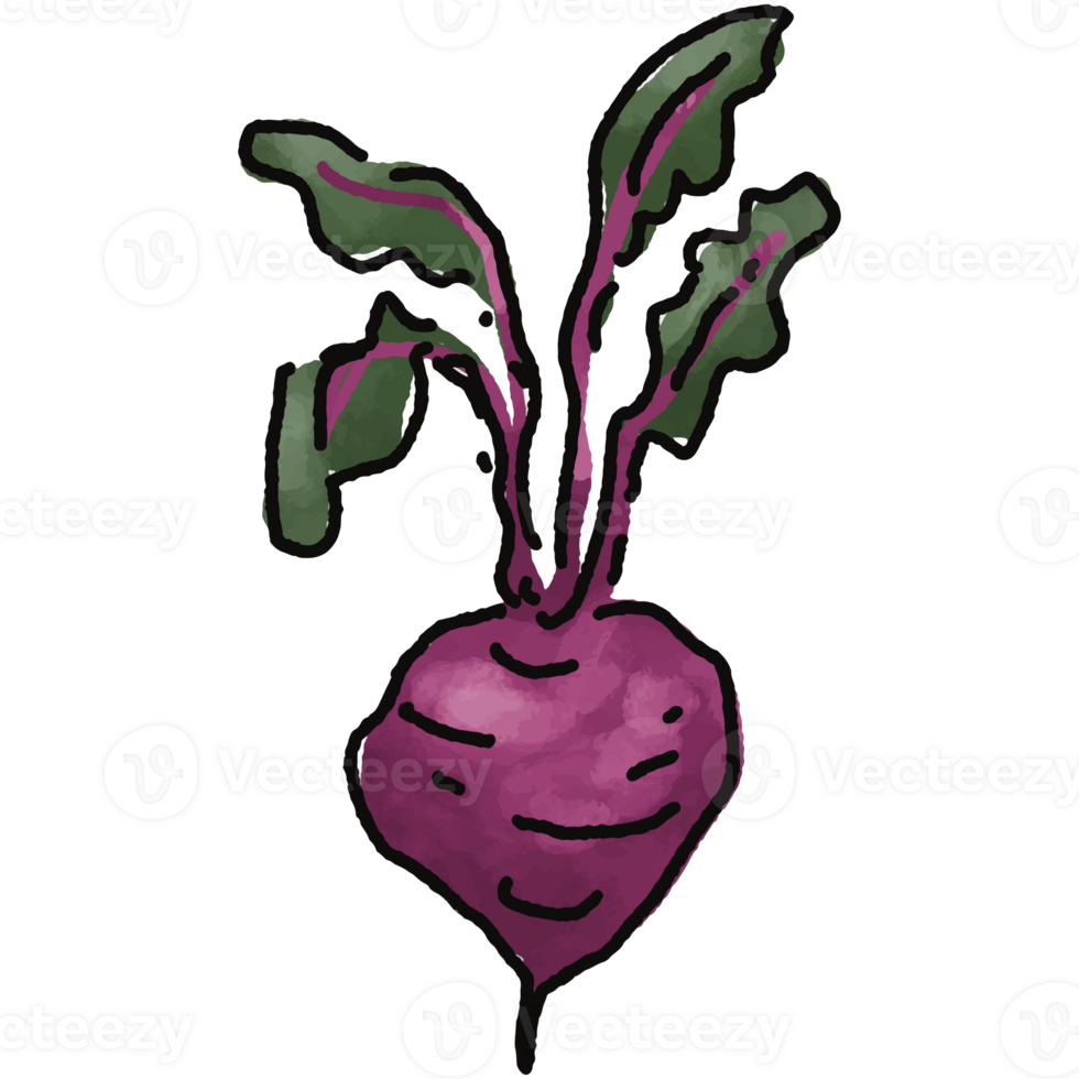 Beetroot illustration. Doodle vegetable. food ingredient. menu board png