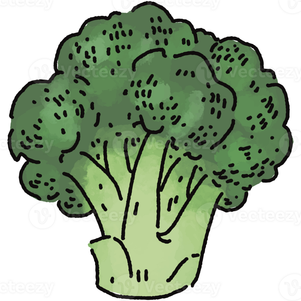 Broccoli illustration. Doodle vegetable. food ingredient. menu board png