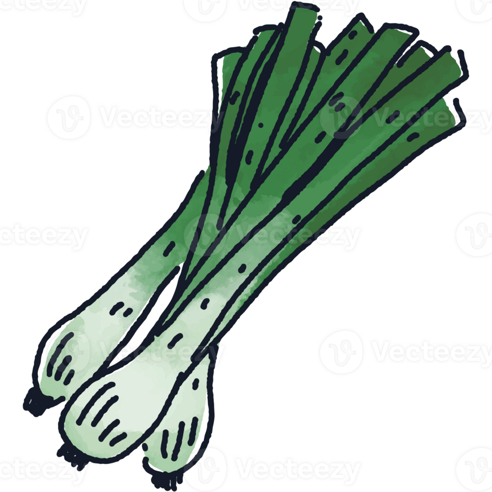 Leek or spring onion illustration. Doodle vegetable. food ingredient. menu board png