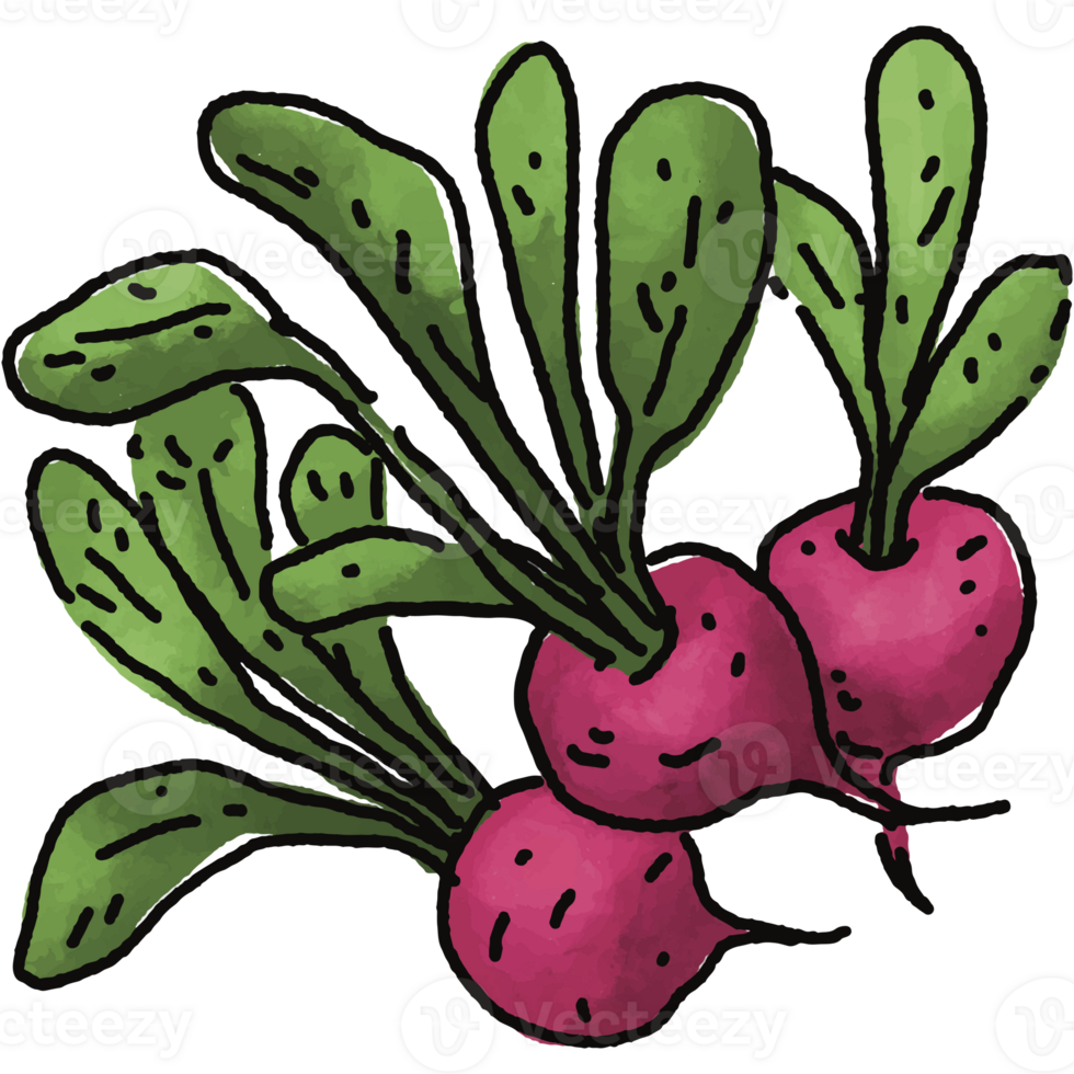 Radish illustration. Doodle vegetable. food ingredient. menu board png