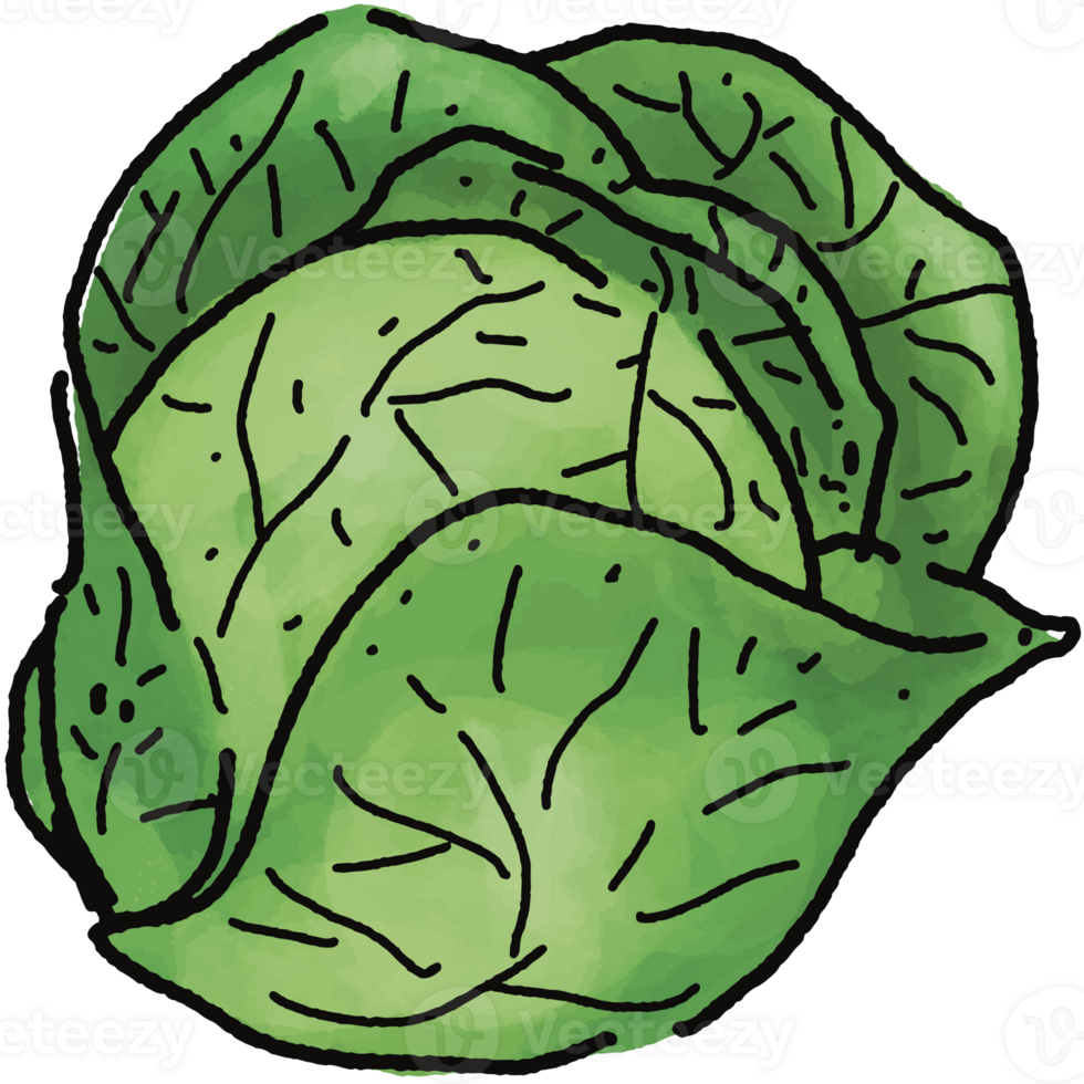 Green cabbage illustration. Doodle vegetable. food ingredient. menu board png