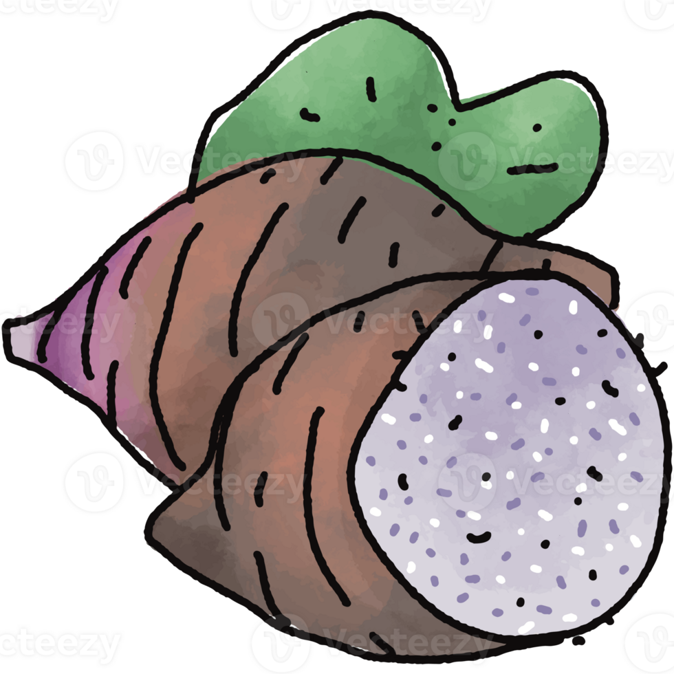 Taro illustration. Doodle vegetable. food ingredient. menu board png