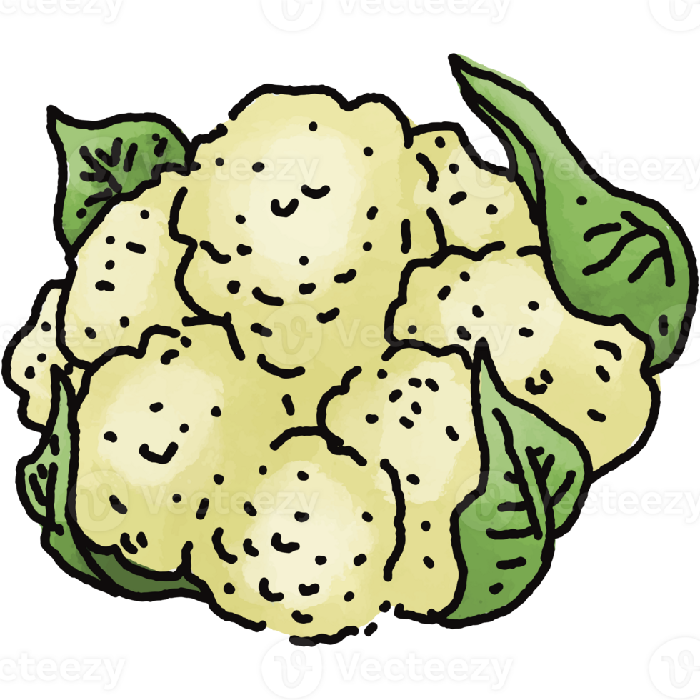Cauliflower illustration. Doodle vegetable. food ingredient. menu board png