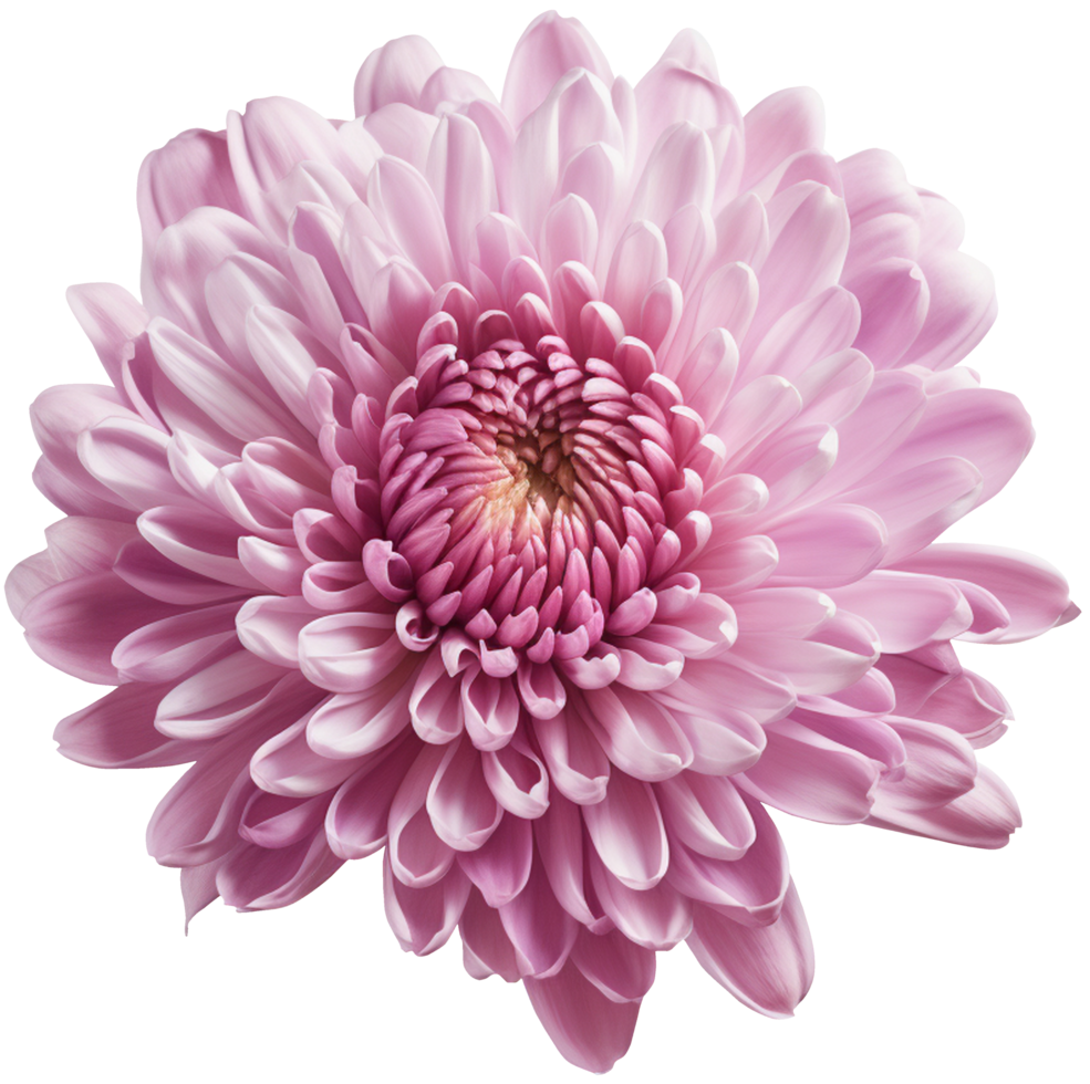 colorful chrysanthemum flower cutout without background AI Generative png