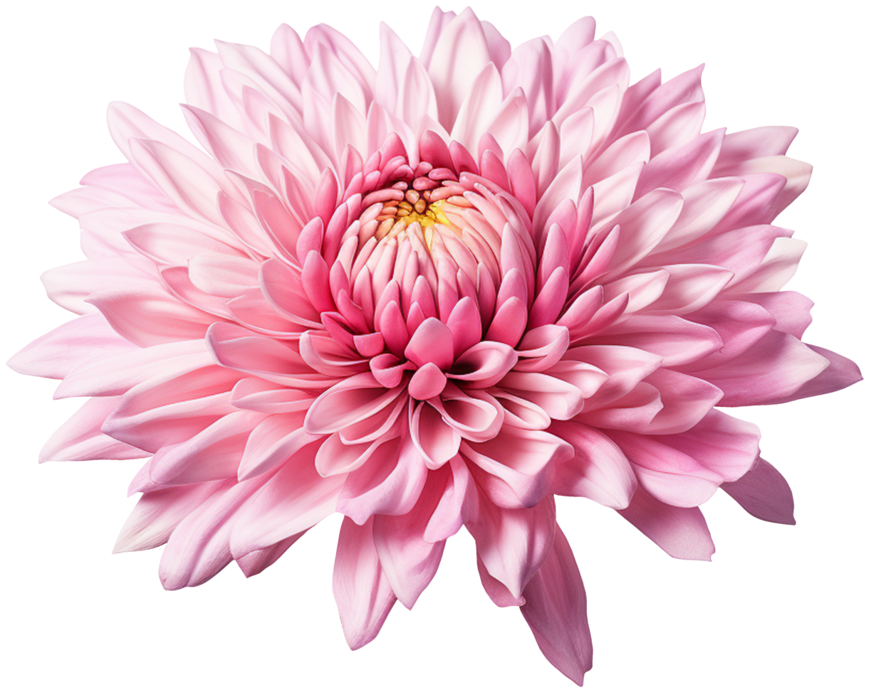 colorful chrysanthemum flower cutout without background AI Generative png