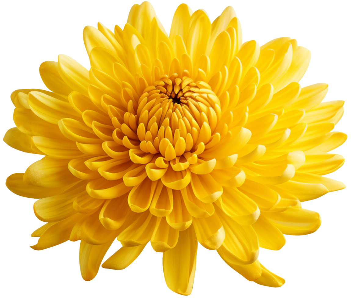 colorful chrysanthemum flower cutout without background AI Generative png