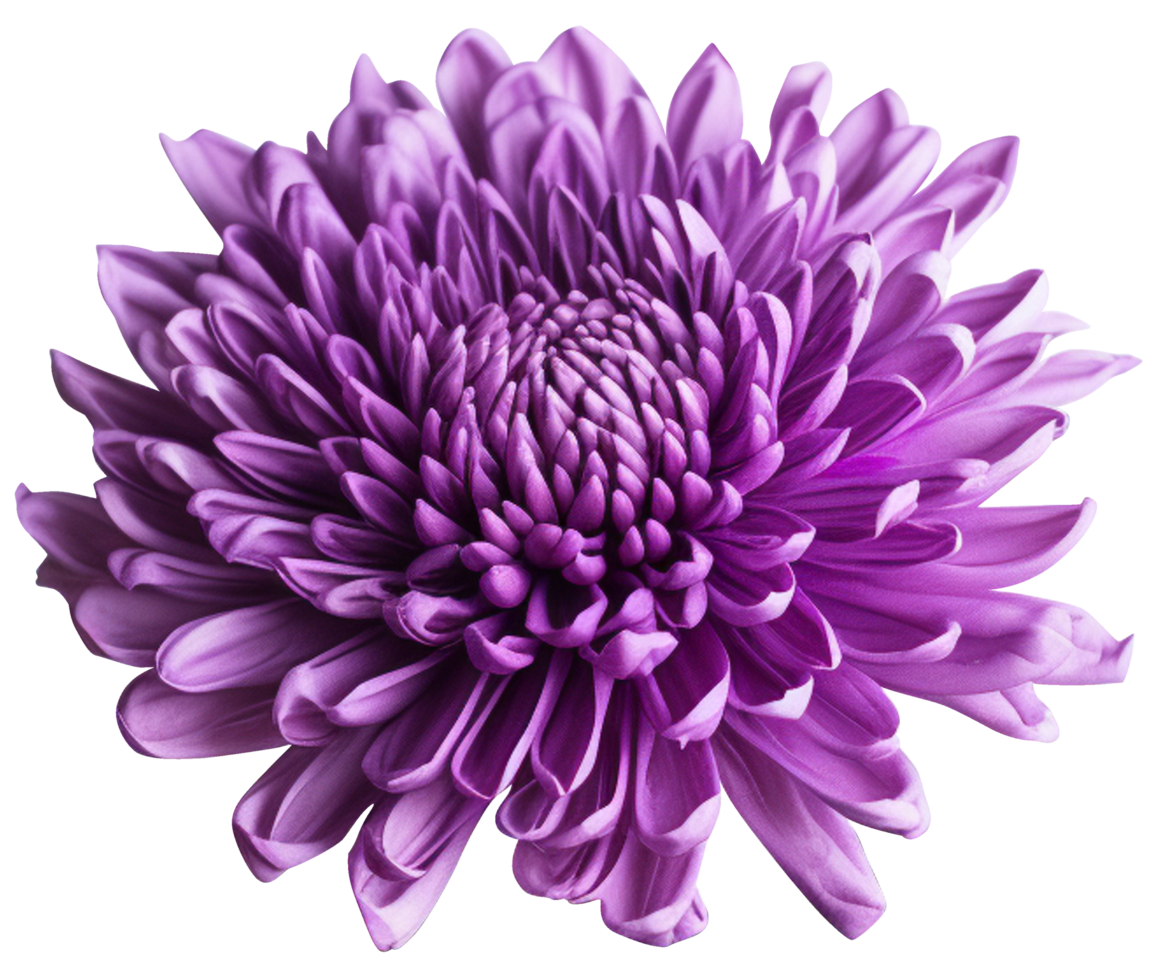 colorful chrysanthemum flower cutout without background AI Generative