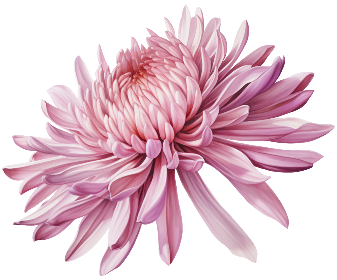 colorful chrysanthemum flower cutout without background AI Generative png