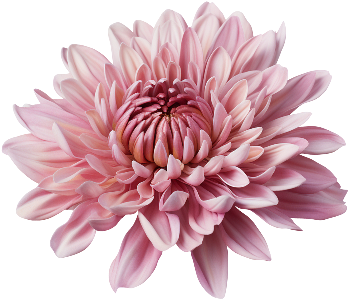 colorful chrysanthemum flower cutout without background AI Generative png