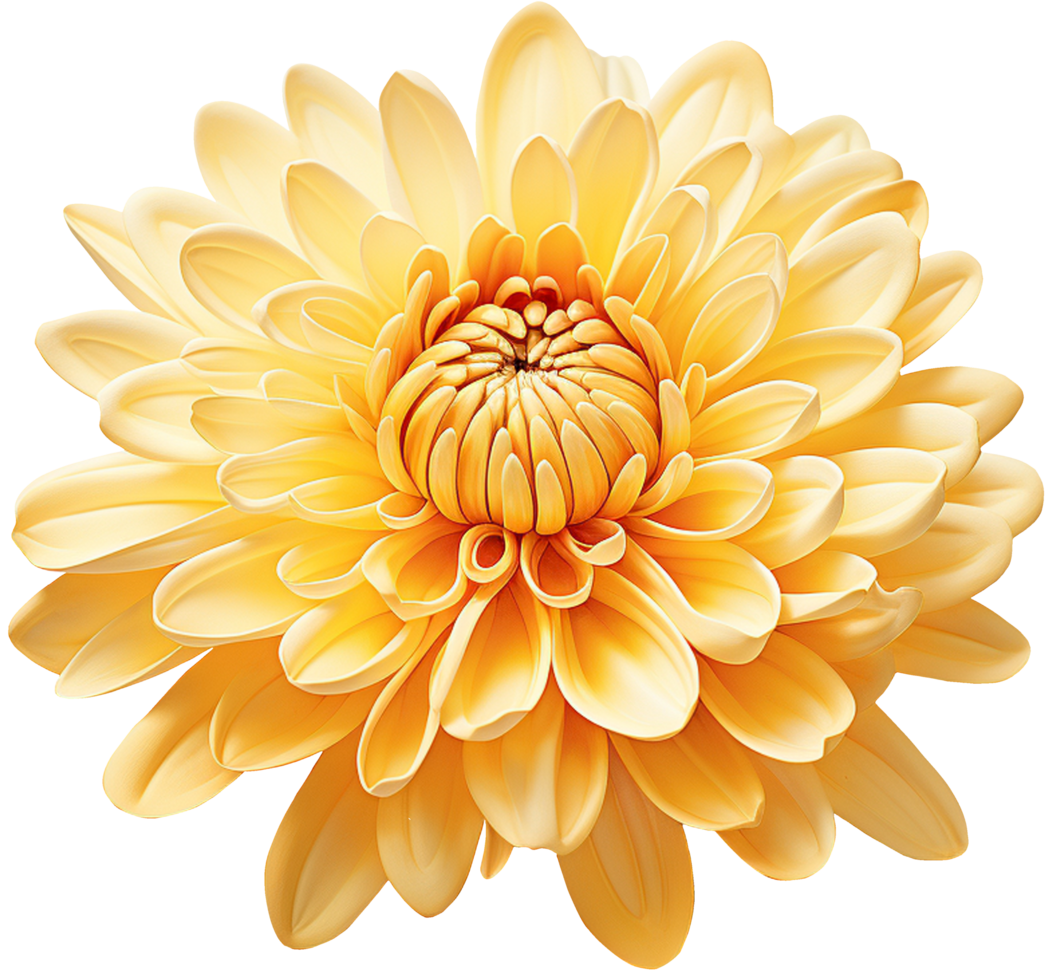 colorful chrysanthemum flower cutout without background AI Generative png