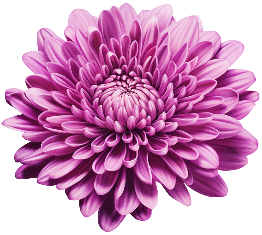 colorful chrysanthemum flower cutout without background AI Generative png