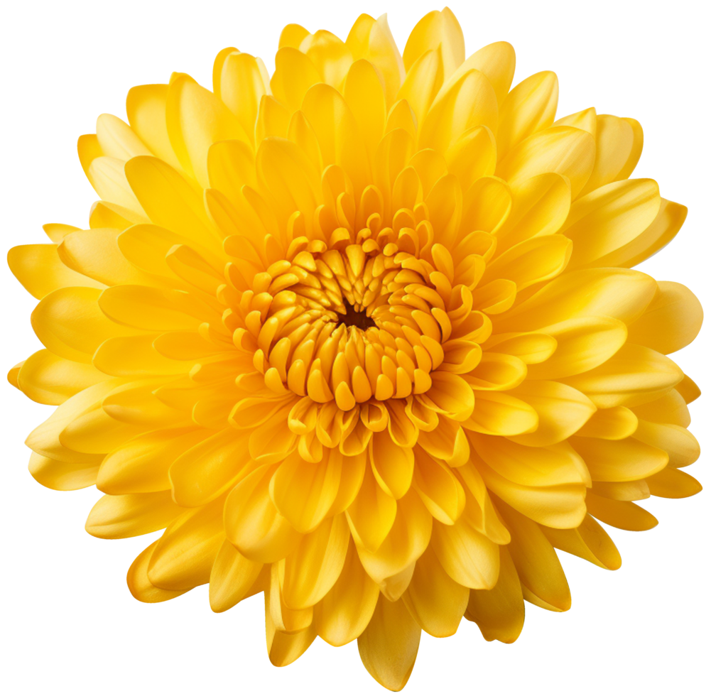 colorful chrysanthemum flower cutout without background AI Generative