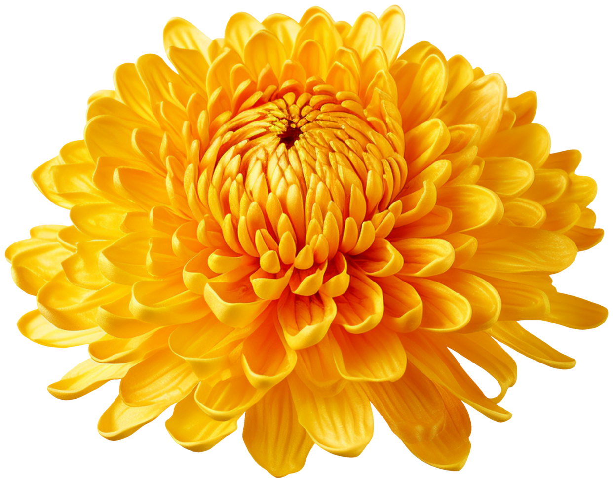 colorful chrysanthemum flower cutout without background AI Generative png