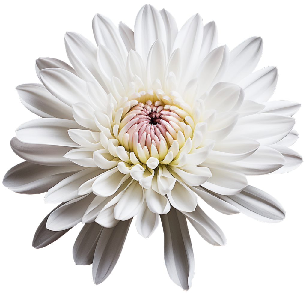 colorful chrysanthemum flower cutout without background AI Generative png