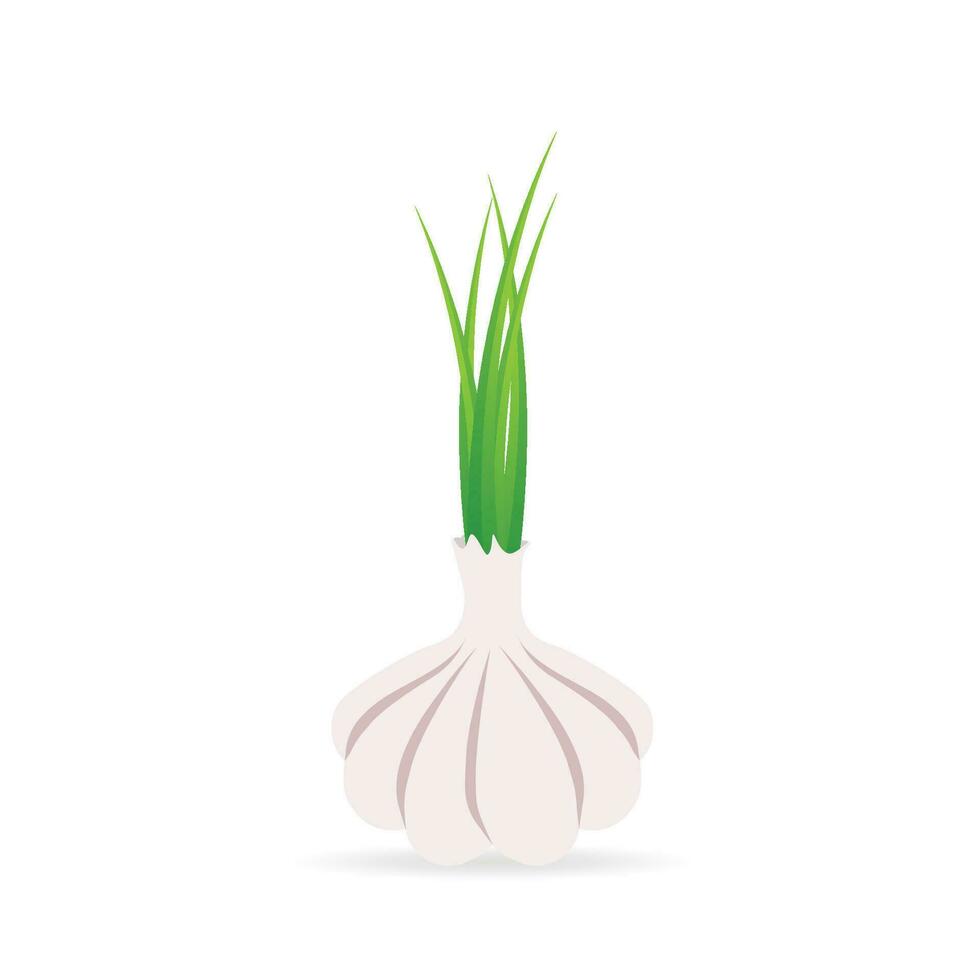 Garlic vector icon. Cartoon vector icon isolated on white background.