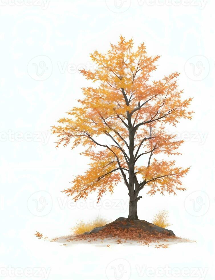 autumn tree isolated on white photo