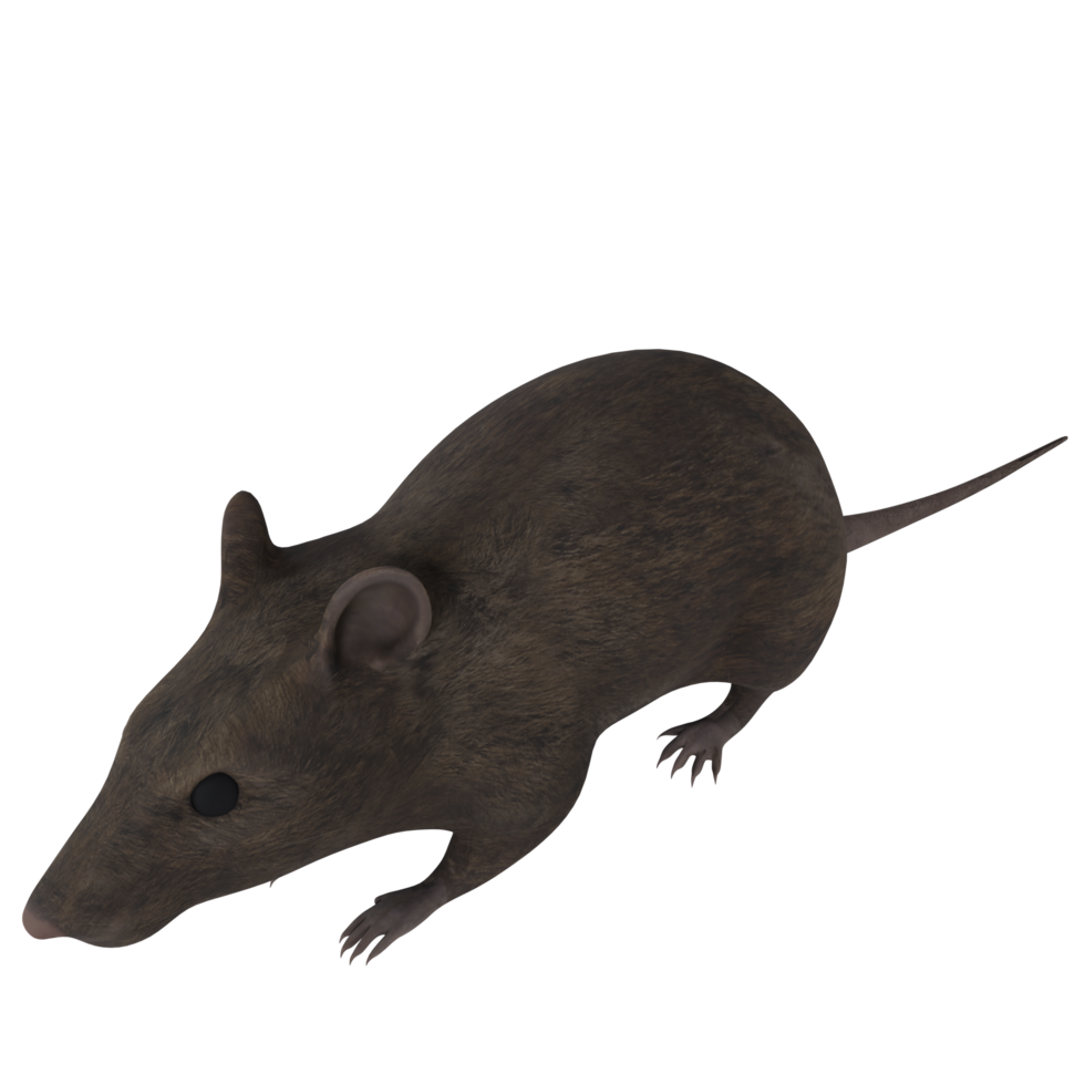 Rat animal isolated on transparent png