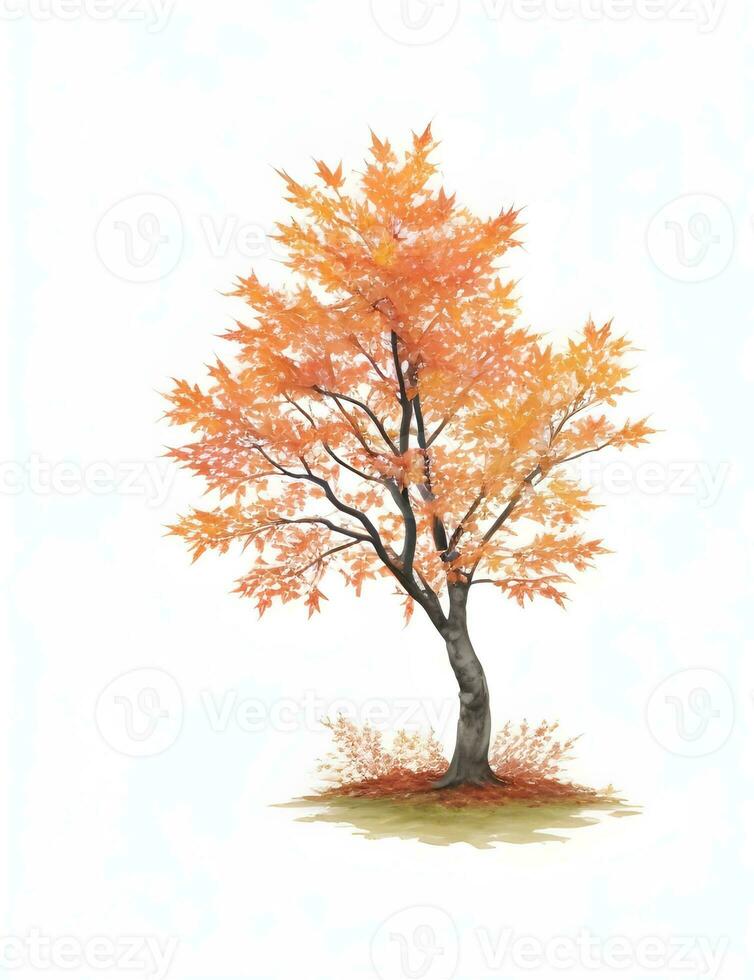 autumn tree isolated on white photo