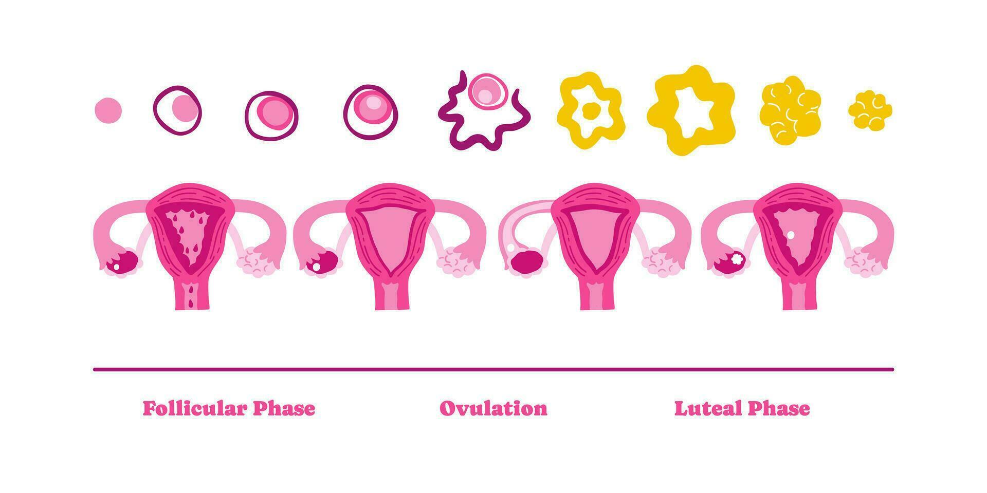 Menstrual cycle stages infographic illustration. Female uterus, woman. Vector illustration in flat style.