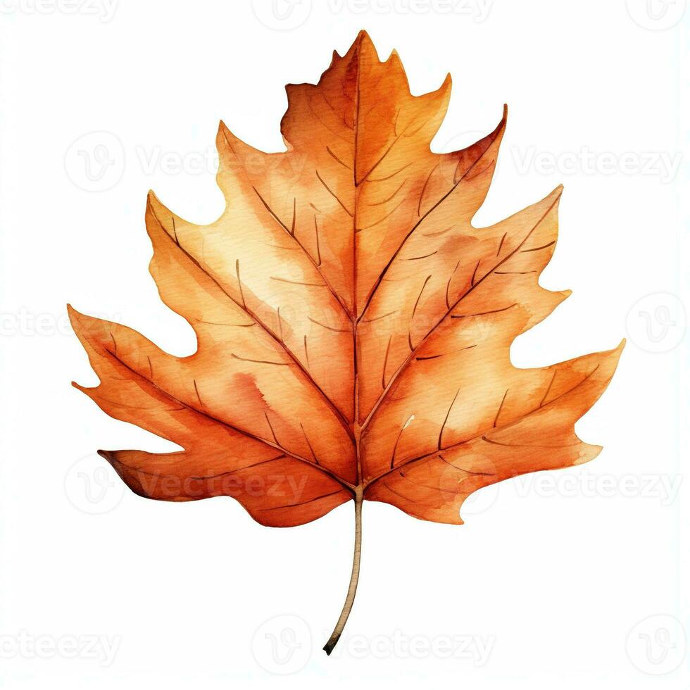Watercolor illustration of autumn maple leaf. Isolated clipart on white background photo