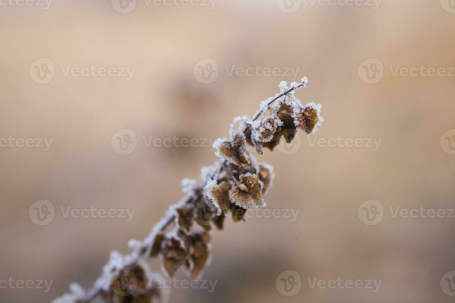 plants in a cold frosty winter morning covered with white frost photo