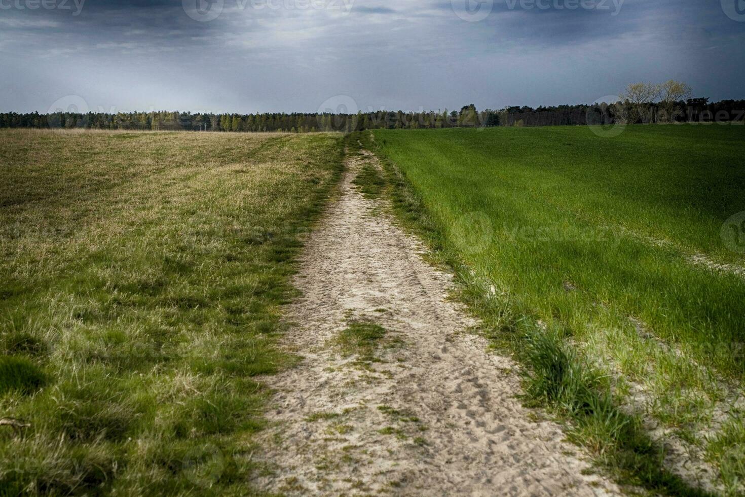 dirt road through a meadow leading to the forest on the horizon and a dark rainy sky in the summer photo