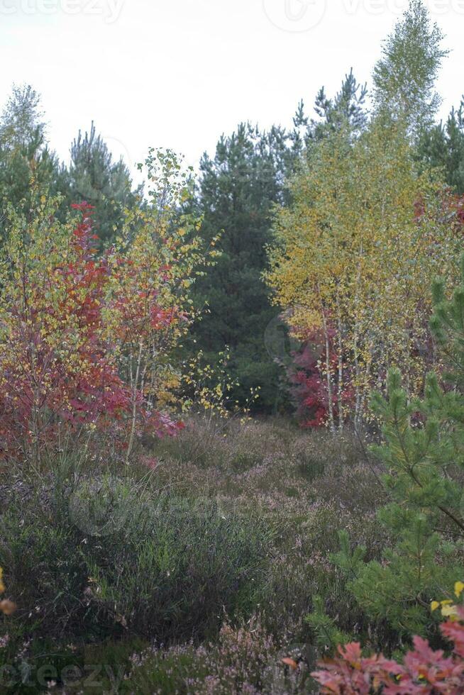 picturesque autumn forest landscape with colorful trees and coniferous and dirt paths photo