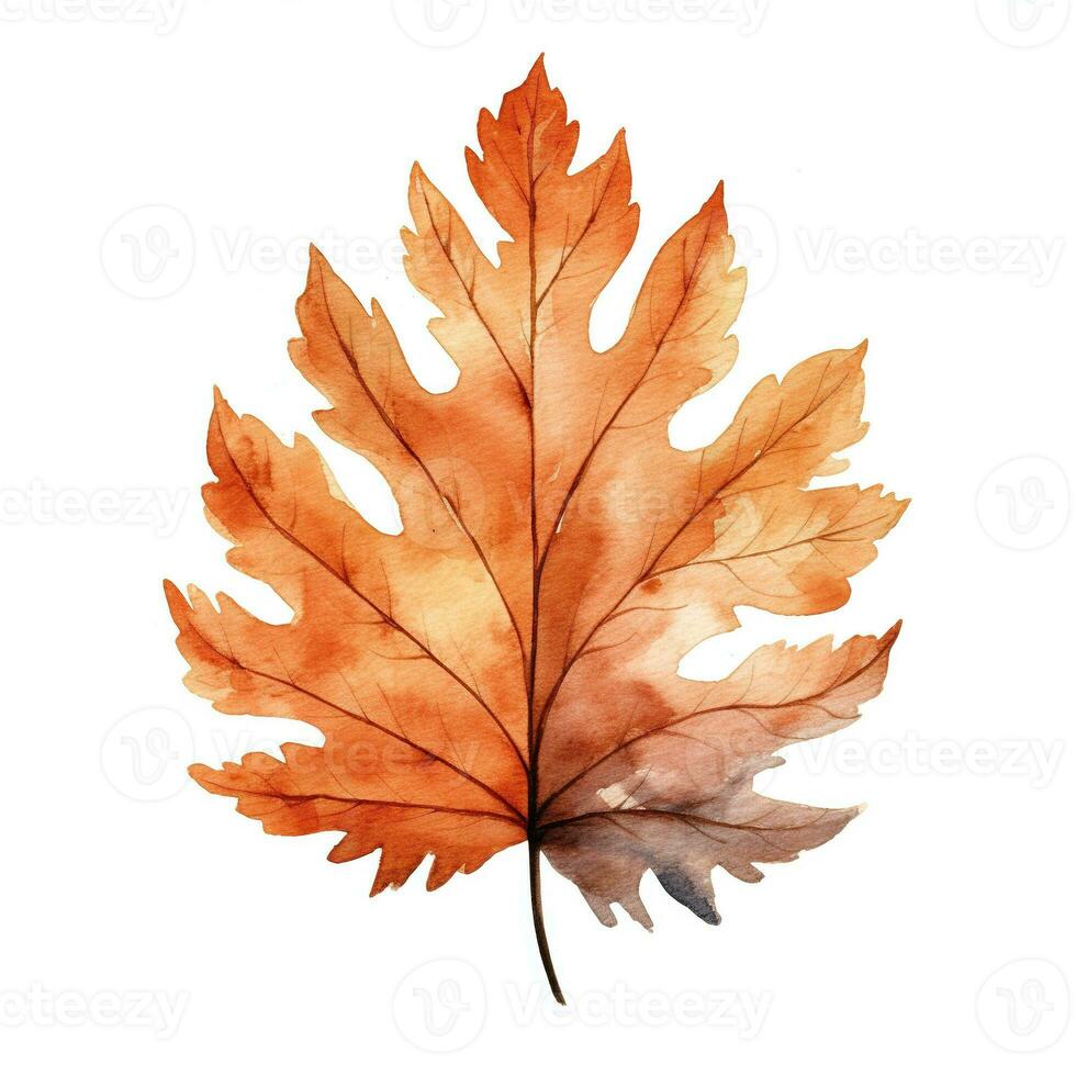 Watercolor illustration of autumn maple leaf. Isolated clipart on white background photo